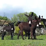 Daire Il Ciliegio Selvatico *