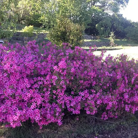 Il Ciliegio Selvatico アパート *