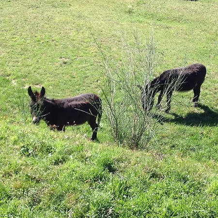 アパート Il Ciliegio Selvatico *