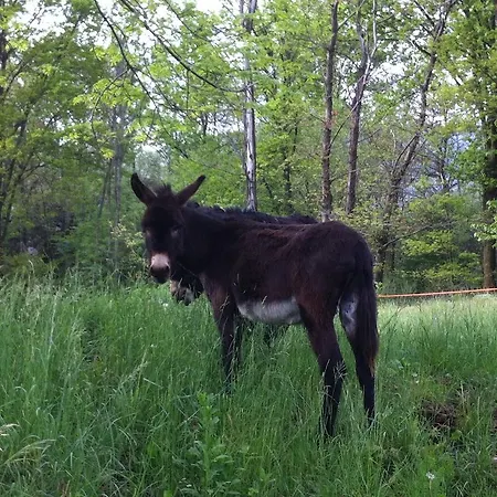 Il Ciliegio Selvatico *