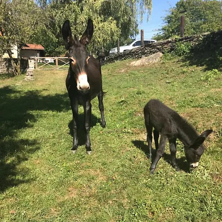 Il Ciliegio Selvatico アパート