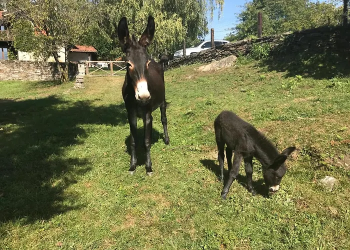 Il Ciliegio Selvatico Apartamento